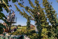 MrWizardHops-Harvest-2023-10