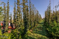 MrWizardHops-Harvest-2023-13