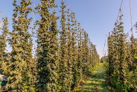 MrWizardHops-Harvest-2023-14