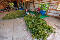 MrWizardHops-Harvest-2023-15