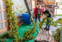 MrWizardHops-Harvest-2023-17