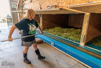 MrWizardHops-Harvest-2023-18