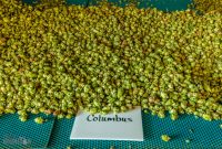 MrWizardHops-Harvest-2023-19