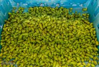 MrWizardHops-Harvest-2023-21