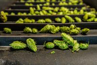 MrWizardHops-Harvest-2023-23