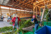 MrWizardHops-Harvest-2023-25