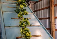 MrWizardHops-Harvest-2023-28