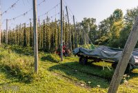MrWizardHops-Harvest-2023-3