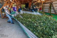 MrWizardHops-Harvest-2023-31