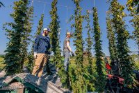 MrWizardHops-Harvest-2023-6