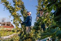 MrWizardHops-Harvest-2023-9