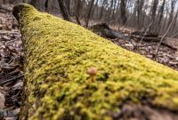 Nan Weston Nature Preserve-9