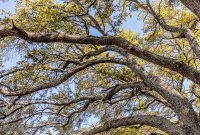 New-Orleans-2025-137