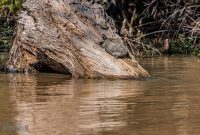 New-Orleans-2025-185