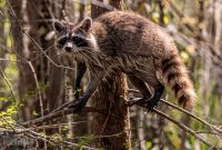 New-Orleans-2025-191