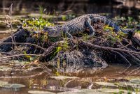 New-Orleans-2025-194