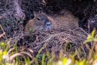 New-Orleans-2025-195