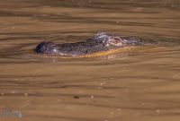 New-Orleans-2025-196