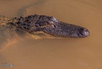 New-Orleans-2025-197