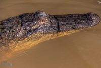 New-Orleans-2025-198