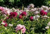 Peony-Garden-2020-10