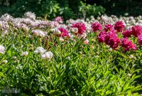 Peony-Garden-2020-11