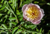 Peony-Garden-2020-13