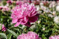 Peony-Garden-2020-16