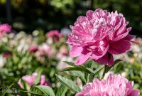 Peony-Garden-2020-17