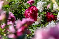 Peony-Garden-2020-19