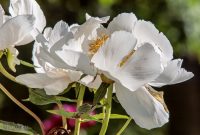 Peony-Garden-2020-2
