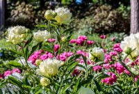 Peony-Garden-2020-20