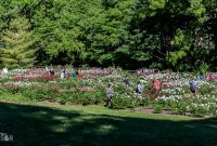 Peony-Garden-2020-23