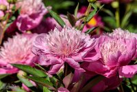 Peony-Garden-2020-4