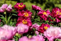 Peony-Garden-2020-6