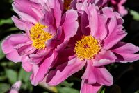 Peony-Garden-2020-7