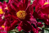Peony-Garden-2020-8