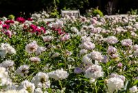 Peony-Garden-2020-9