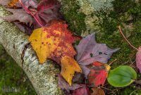 NorthernMichiganFallColors-Ishpeming-67