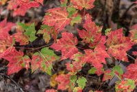 NorthernMichiganFallColors-Ishpeming-68