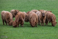 Orkney 2018-50