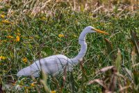 Orlando-Wetlands-Park-2023-1