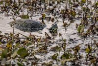 Orlando-Wetlands-Park-2023-10