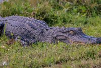 Orlando-Wetlands-Park-2023-11