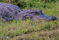 Orlando-Wetlands-Park-2023-12