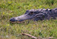 Orlando-Wetlands-Park-2023-13