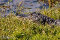 Orlando-Wetlands-Park-2023-14