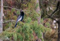 Orlando-Wetlands-Park-2023-15