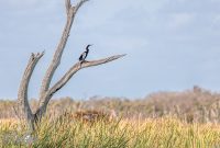 Orlando-Wetlands-Park-2023-18