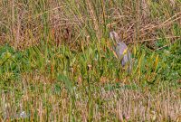 Orlando-Wetlands-Park-2023-21